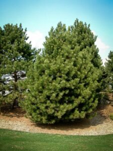 Сосна Чёрная (Pinus Nigra) купить по цене от 270.00р. в интернет-магазине «Посадика» с доставкой почтой в в Усть-Джегутае и по всей России – [изображение №1].