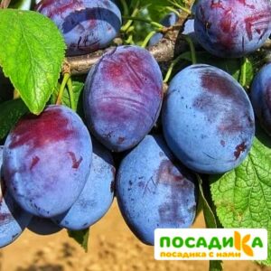 Слива Чачакская ранняя купить по цене от 229.00р. в интернет-магазине «Посадика» с доставкой почтой в в Усть-Джегутае и по всей России – [изображение №1].