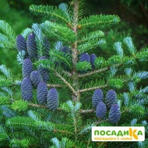 Пихта корейская (Abies koreana) купить по цене от 450.00р. в интернет-магазине «Посадика» с доставкой почтой в в Усть-Джегутае и по всей России – [изображение №1].