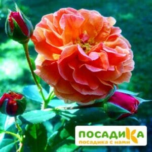 Роза Арабия купить по цене от 350.00р. в интернет-магазине «Посадика» с доставкой почтой в в Усть-Джегутае и по всей России – [изображение №1].