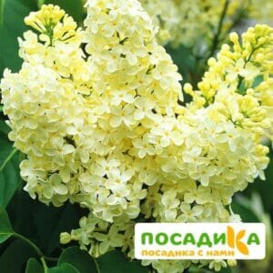 Сирень Примроуз (Primrose) купить по цене от 529.00р. в интернет-магазине «Посадика» с доставкой почтой в в Усть-Джегутае и по всей России – [изображение №1].