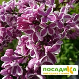 Сирень Сенсация купить по цене от 529.00р. в интернет-магазине «Посадика» с доставкой почтой в в Усть-Джегутае и по всей России – [изображение №1].