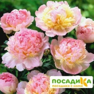 Пион Распберри Сандей (Paeonia Raspberry Sundae) купить по цене от 959р. в интернет-магазине «Посадика» с доставкой почтой в в Усть-Джегутае и по всей России – [изображение №1].