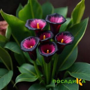 Калла Аура Лейс купить по цене от 400р. в интернет-магазине «Посадика» с доставкой почтой в в Усть-Джегутае и по всей России – [изображение №1].