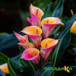 Калла Оникс купить по цене от 450р. в интернет-магазине «Посадика» с доставкой почтой в в Усть-Джегутае и по всей России – [изображение №1].