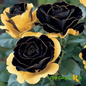 Роза Ханни Сикл купить по цене от 700р. в интернет-магазине «Посадика» с доставкой почтой в в Усть-Джегутае и по всей России – [изображение №1].