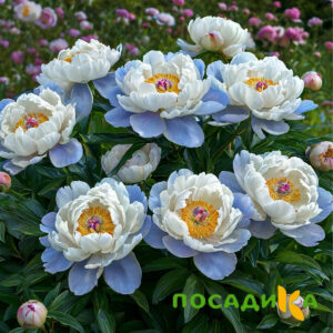 Пион акварельный Этюд купить по цене от 806р. в интернет-магазине «Посадика» с доставкой почтой в в Усть-Джегутае и по всей России – [изображение №1].