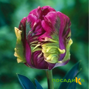Тюльпан Экзотик Хэвен купить по цене от 186р. в интернет-магазине «Посадика» с доставкой почтой в в Усть-Джегутае и по всей России – [изображение №1].