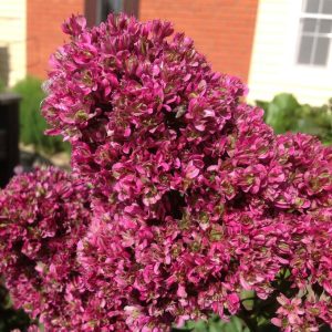 Флокс Филингс купить по цене от 329р. в интернет-магазине «Посадика» с доставкой почтой в в Усть-Джегутае и по всей России – [изображение №1].