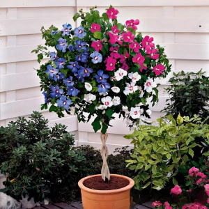 Гибискус-Дерево Триколор купить по цене от 289р. в интернет-магазине «Посадика» с доставкой почтой в в Усть-Джегутае и по всей России – [изображение №1].