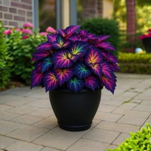 Хоста Фрости Блю купить по цене от 389р. в интернет-магазине «Посадика» с доставкой почтой в в Усть-Джегутае и по всей России – [изображение №1].