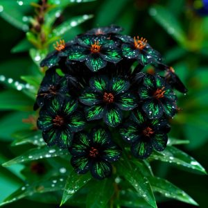 Флокс Ривьера купить по цене от 299р. в интернет-магазине «Посадика» с доставкой почтой в в Усть-Джегутае и по всей России – [изображение №1].