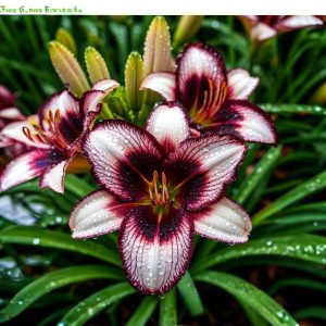 Лилейник Крим Сикл купить по цене от 799р. в интернет-магазине «Посадика» с доставкой почтой в в Усть-Джегутае и по всей России – [изображение №1].