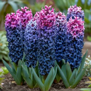 Гиацинт Блю Спринг купить по цене от 2099р. в интернет-магазине «Посадика» с доставкой почтой в в Усть-Джегутае и по всей России – [изображение №1].