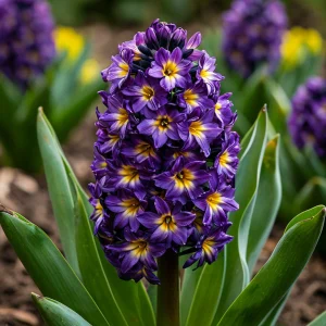 Гиацинт Вельвет Колор купить по цене от 2099р. в интернет-магазине «Посадика» с доставкой почтой в в Усть-Джегутае и по всей России – [изображение №1].