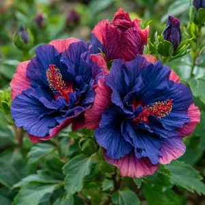 Гибискус Роуз Шайн купить по цене от 360р. в интернет-магазине «Посадика» с доставкой почтой в в Усть-Джегутае и по всей России – [изображение №1].