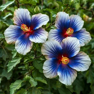 Гибискус Илюжн Вилью купить по цене от 259р. в интернет-магазине «Посадика» с доставкой почтой в в Усть-Джегутае и по всей России – [изображение №1].