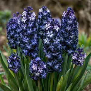 Гиацинт Блум Клауд купить по цене от 2099р. в интернет-магазине «Посадика» с доставкой почтой в в Усть-Джегутае и по всей России – [изображение №1].