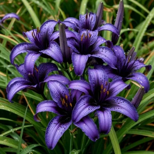 Лилейник Блю Айрис купить по цене от 324р. в интернет-магазине «Посадика» с доставкой почтой в в Усть-Джегутае и по всей России – [изображение №1].