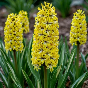 Гиацинт Сансет Голд купить по цене от 2099р. в интернет-магазине «Посадика» с доставкой почтой в в Усть-Джегутае и по всей России – [изображение №1].