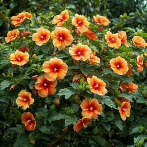 Гибискус Кристал Рэй купить по цене от 458р. в интернет-магазине «Посадика» с доставкой почтой в в Усть-Джегутае и по всей России – [изображение №1].