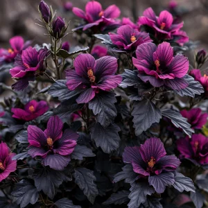 Гибискус Корал Чарм купить по цене от 271р. в интернет-магазине «Посадика» с доставкой почтой в в Усть-Джегутае и по всей России – [изображение №1].