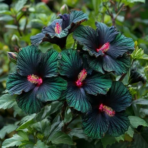 Гибискус Пикок Плюм купить по цене от 490р. в интернет-магазине «Посадика» с доставкой почтой в в Усть-Джегутае и по всей России – [изображение №1].