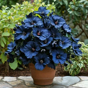 Гибискус Селестиал Флейм купить по цене от 326р. в интернет-магазине «Посадика» с доставкой почтой в в Усть-Джегутае и по всей России – [изображение №1].