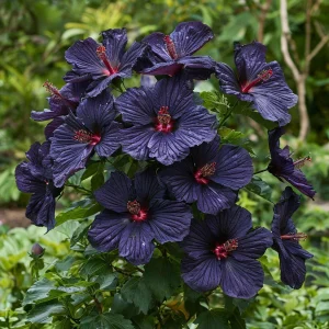 Гибискус Мэджик Момент купить по цене от 699р. в интернет-магазине «Посадика» с доставкой почтой в в Усть-Джегутае и по всей России – [изображение №1].