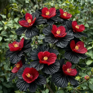 Гибискус Ройял Афеа купить по цене от 460р. в интернет-магазине «Посадика» с доставкой почтой в в Усть-Джегутае и по всей России – [изображение №1].