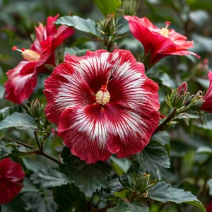 Гибискус Пурпл Мистик купить по цене от 360р. в интернет-магазине «Посадика» с доставкой почтой в в Усть-Джегутае и по всей России – [изображение №1].