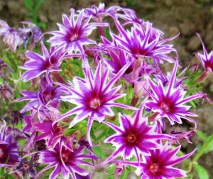 Флокс Звездное Кружево купить по цене от 361р. в интернет-магазине «Посадика» с доставкой почтой в в Усть-Джегутае и по всей России – [изображение №1].