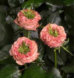 Роза Амбер Инчант купить по цене от 495р. в интернет-магазине «Посадика» с доставкой почтой в в Усть-Джегутае и по всей России – [изображение №1].