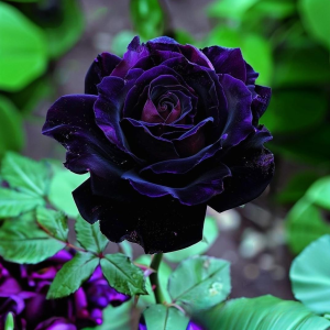 Роза Блэк Пантер купить по цене от 319р. в интернет-магазине «Посадика» с доставкой почтой в в Усть-Джегутае и по всей России – [изображение №1].
