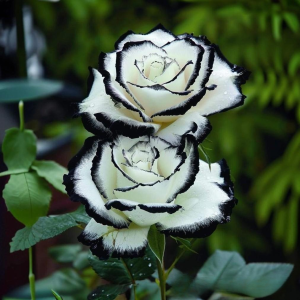 Роза Силк Ивин купить по цене от 319р. в интернет-магазине «Посадика» с доставкой почтой в в Усть-Джегутае и по всей России – [изображение №1].