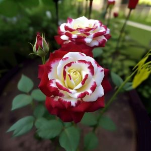 Роза Роял Глом купить по цене от 401р. в интернет-магазине «Посадика» с доставкой почтой в в Усть-Джегутае и по всей России – [изображение №1].