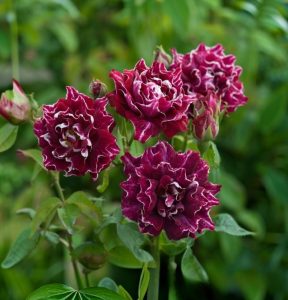 Роза Опаловый Пейзаж купить по цене от 490р. в интернет-магазине «Посадика» с доставкой почтой в в Усть-Джегутае и по всей России – [изображение №1].