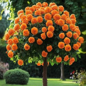 Роза Солнечный Шарм купить по цене от 349р. в интернет-магазине «Посадика» с доставкой почтой в в Усть-Джегутае и по всей России – [изображение №1].