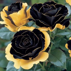 Роза Ханни Сикл купить по цене от 700р. в интернет-магазине «Посадика» с доставкой почтой в в Усть-Джегутае и по всей России – [изображение №1].