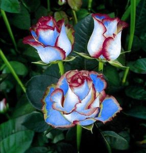 Роза Сафайер Пэтл купить по цене от 450р. в интернет-магазине «Посадика» с доставкой почтой в в Усть-Джегутае и по всей России – [изображение №1].